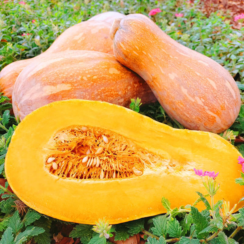 老南瓜云南新鲜甜糯宝宝辅食农家蔬菜非小贝贝瓜老南瓜l净重34斤