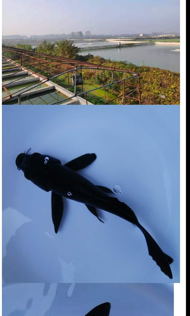 黑金锦鲤鱼风水鱼镇宅黑色金鱼活鱼冷水易活纯种龙凤乌金锦鲤黑金锦鲤