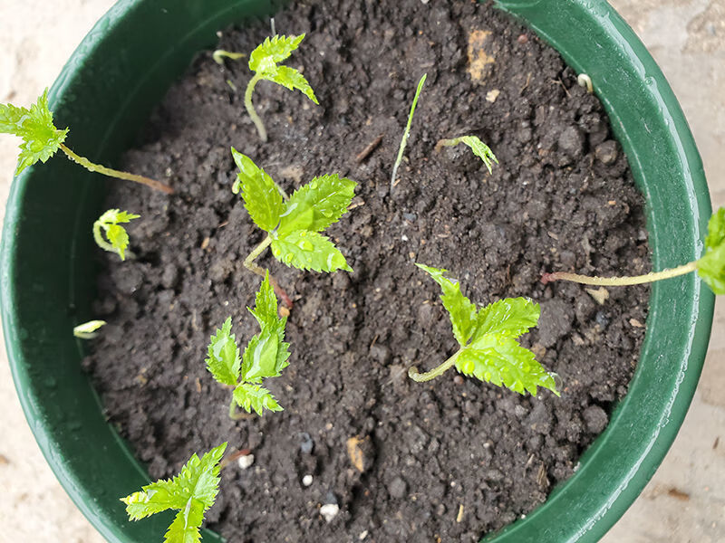 发芽人参种子长白山带土人参苗种植正宗盆栽中药材野山参种苗食用【益