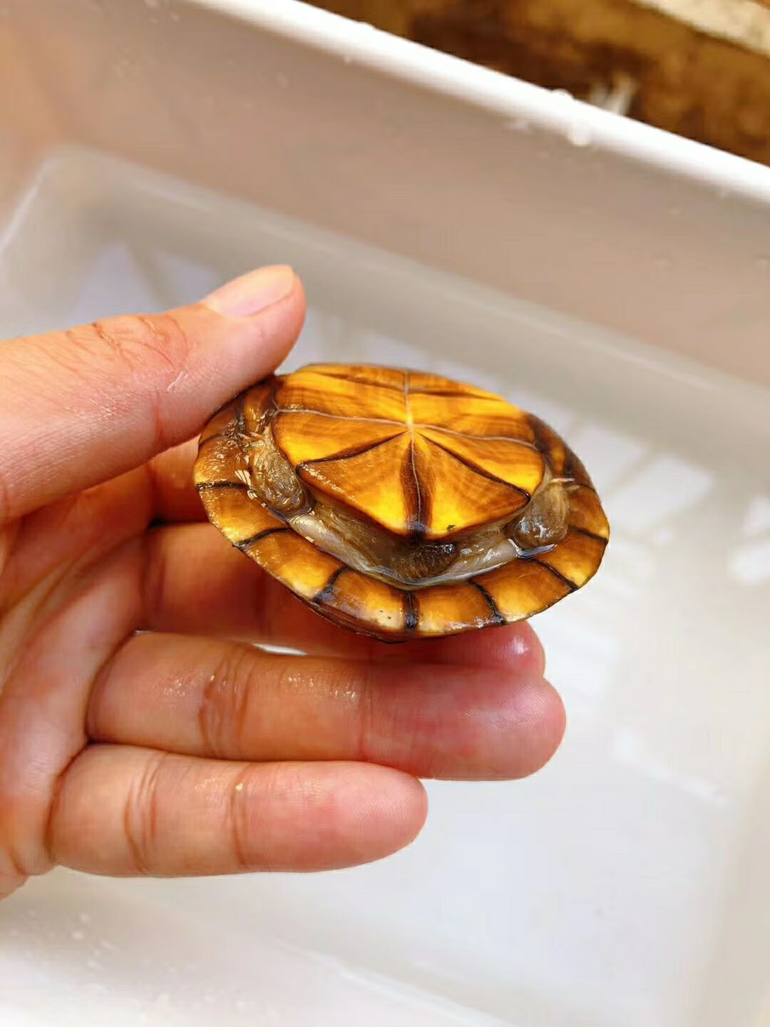 水龟王国乌龟活体进口红面蛋龟苗红脸蛋龟观赏龟好养深水龟宠物龟 红