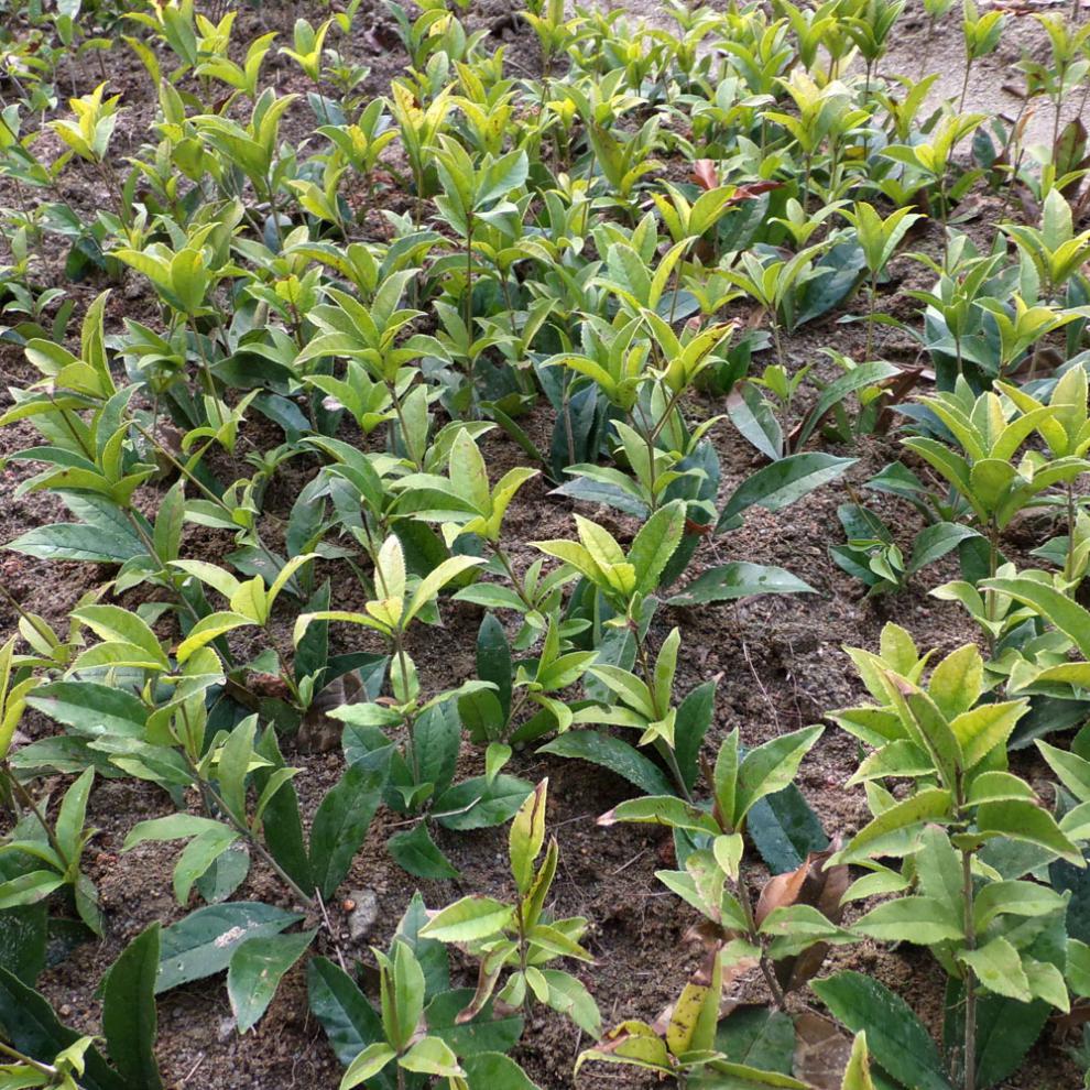 花姬 红桂花树苗 名品丹桂状元红桂花苗 珍稀红桂朱砂桂 四季红桂花苗