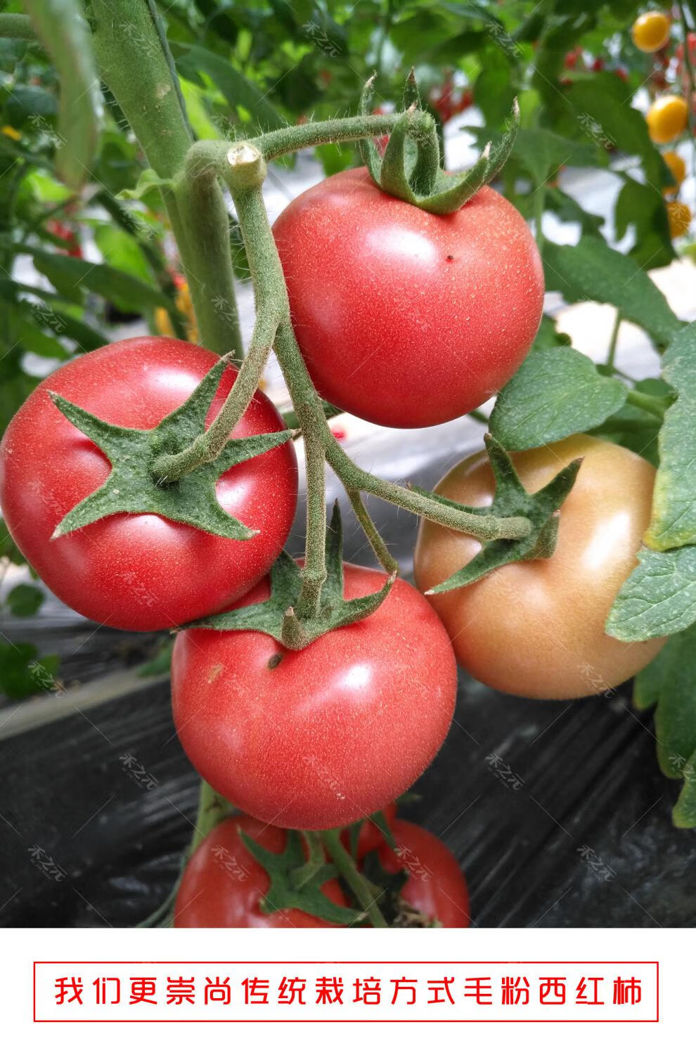 粉丽人毛粉番茄种子西红柿苗秧种籽沙瓤四季农蔬菜番茄苗 粉红色 粉宴