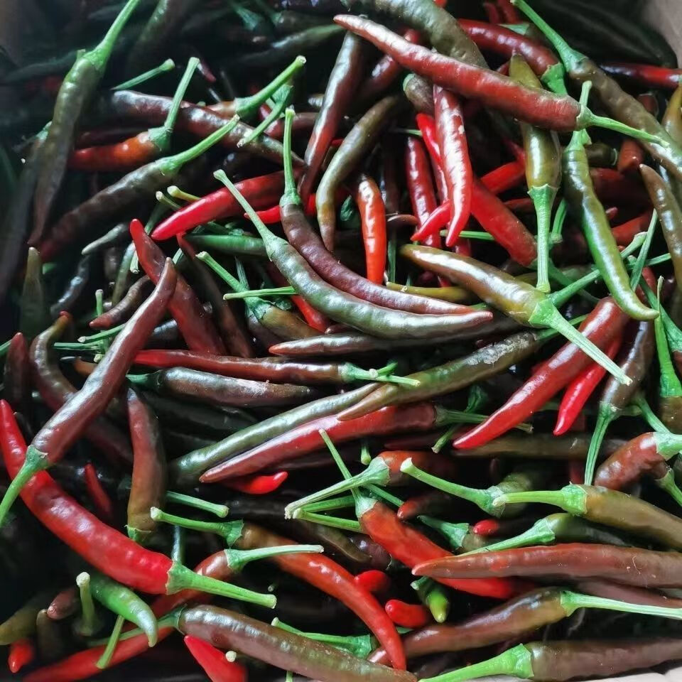 农家现摘现发青红红辣椒二荆条酱色新鲜辣酱辣椒泡椒 特惠青红椒5斤