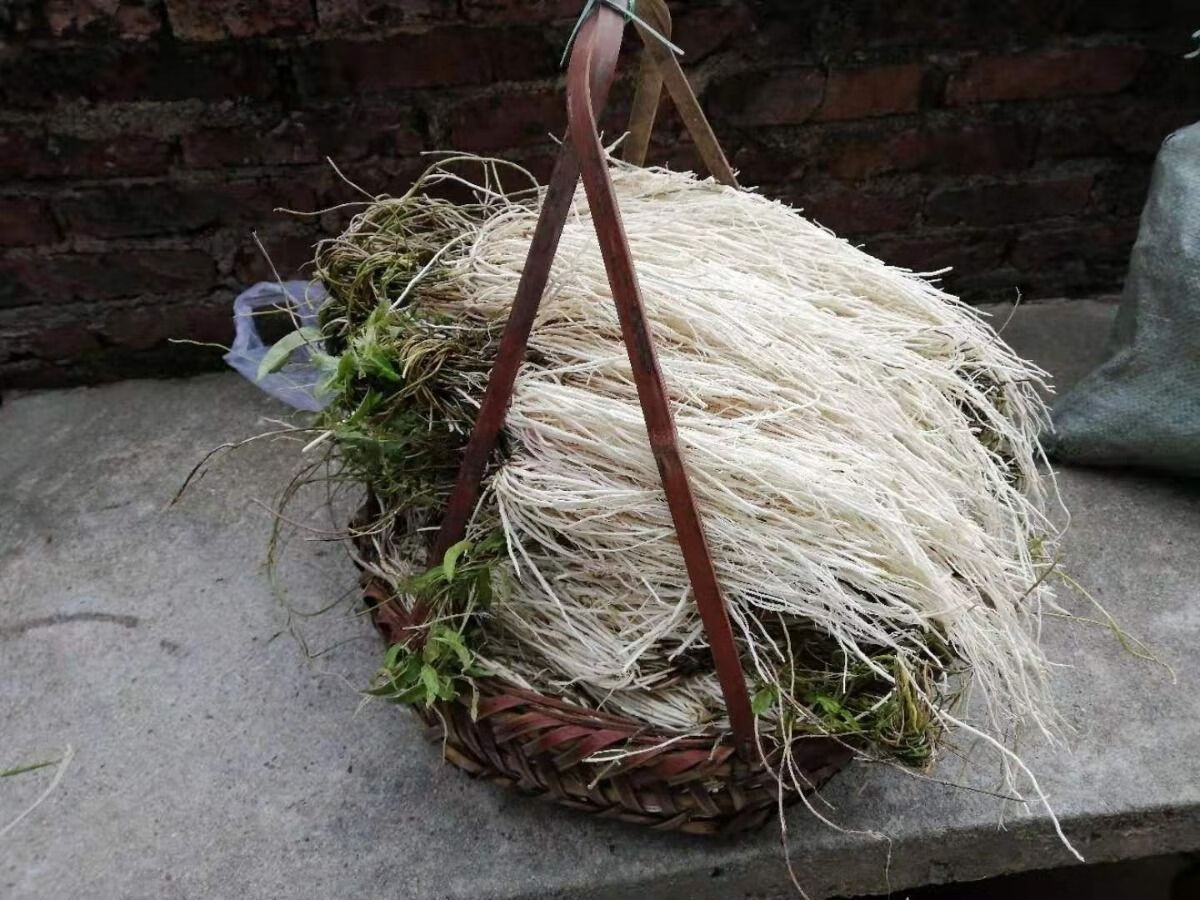 伟博养肝草广东炖煮鸡汤食材包养生煲汤料开胃滋补农产品特产干货批发