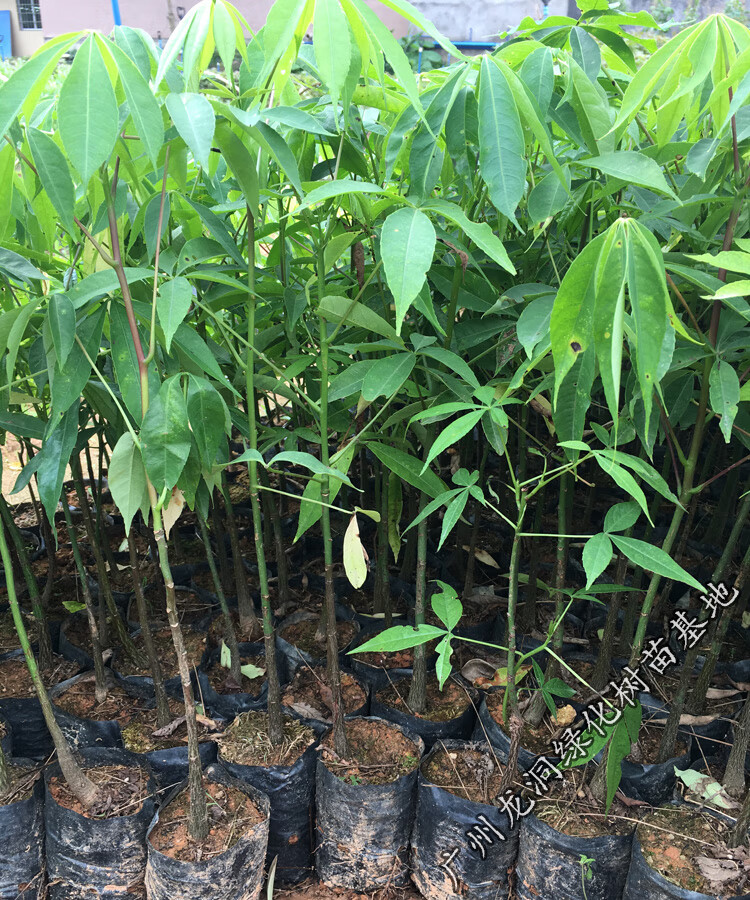 姜芮美丽木棉苗 观花树种行道树木棉花庭院公园小区绿化开花植物 美丽