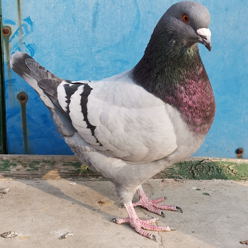 鸽子活体一对特大体型元宝鸽种鸽落地王公斤肉鸽子活的摩登那包活红