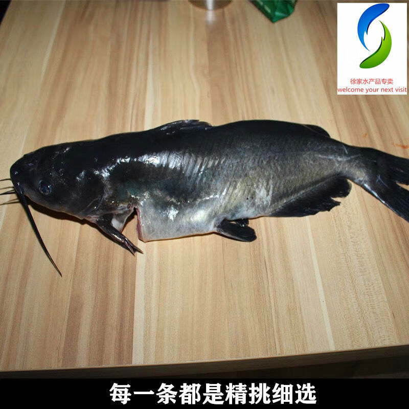 山泉清水原生态江团鮰鱼新鲜钳尾鮰肥沱梭边鱼烧烤火锅酸菜鱼礼盒定制