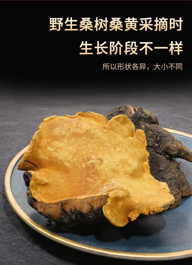 西藏桑黄桑树桑黄整枝野生桑黄中药桑黄野灵芝片桑黄茶泡水30年西藏