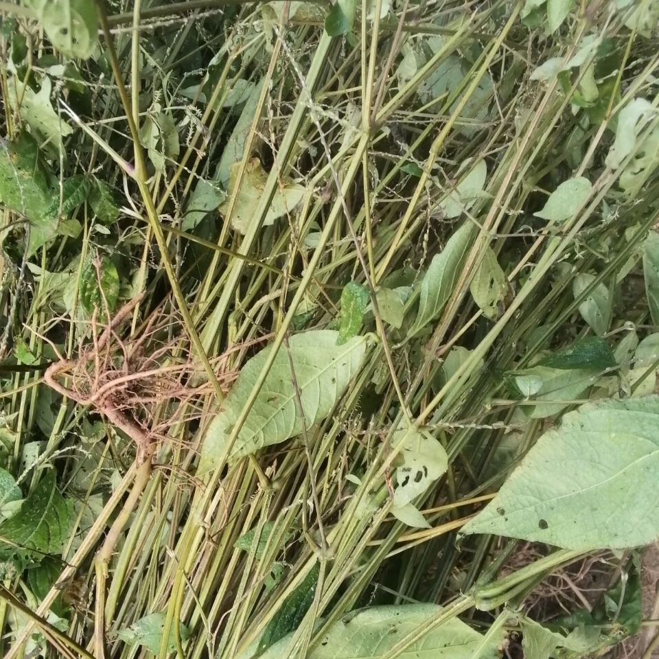 伟博倒扣草土牛七鸡撮鼻鸡雏鼻土牛膝紫牛膝倒钩草接骨丹中草药材 5斤