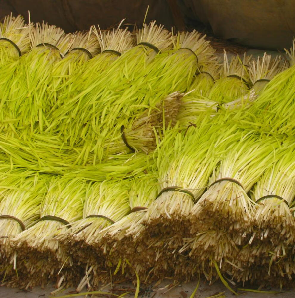 顺丰西安庄直发深州黄韭西安庄头茬黄韭河北特产黄韭头茬黄韭韭黄韭菜