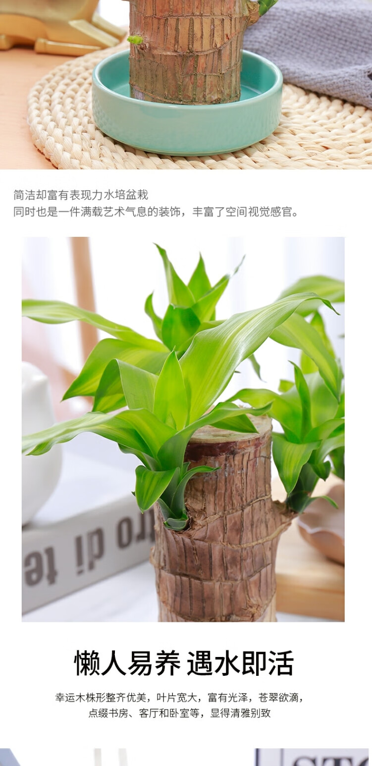 巴坦木植物巴旦木绿植巴西木树苗花卉室内迷你小盆栽水养净化空气