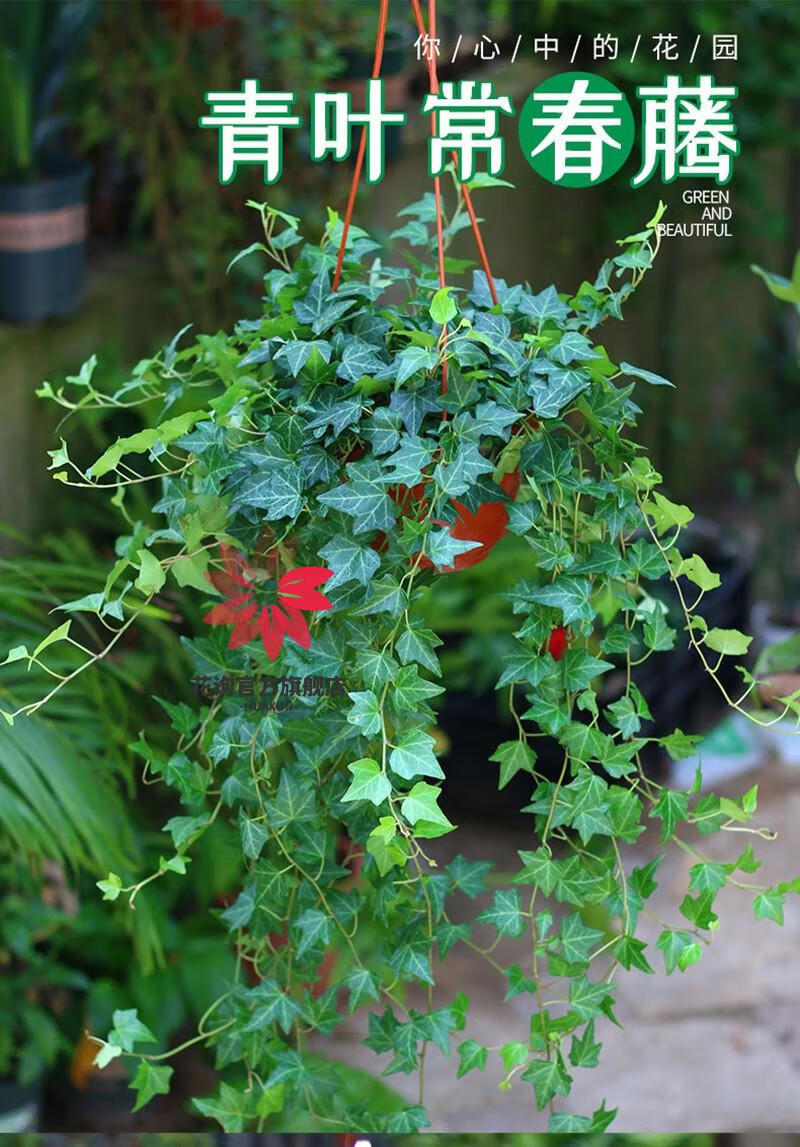 花询 常春藤盆栽 金边常春藤花卉盆景常青藤办公室内阳台水培植物