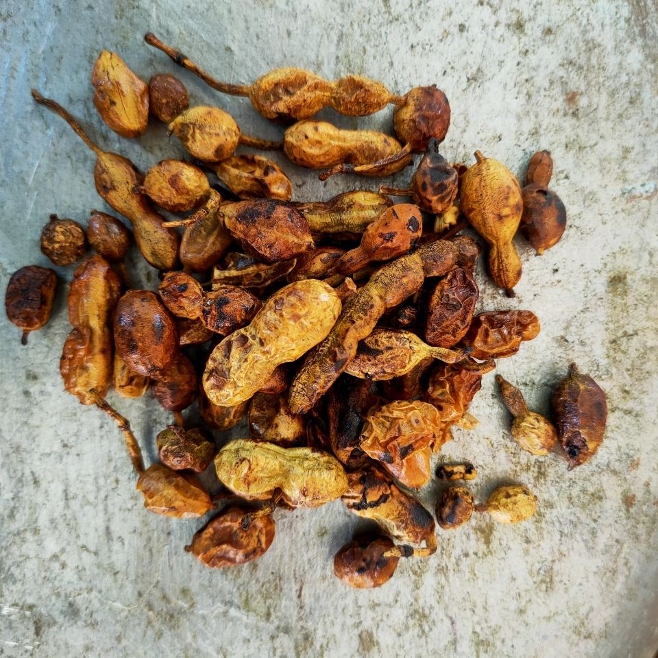 炒槐角中药材槐角茶槐角豆槐连豆 槐豆茶 黑槐豆槐实 100克【图片