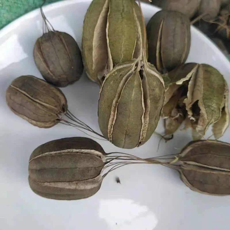 新鲜品中材 马兜铃 马兜灵 马兜零 500g 500g【图片 价格 品牌 报价】