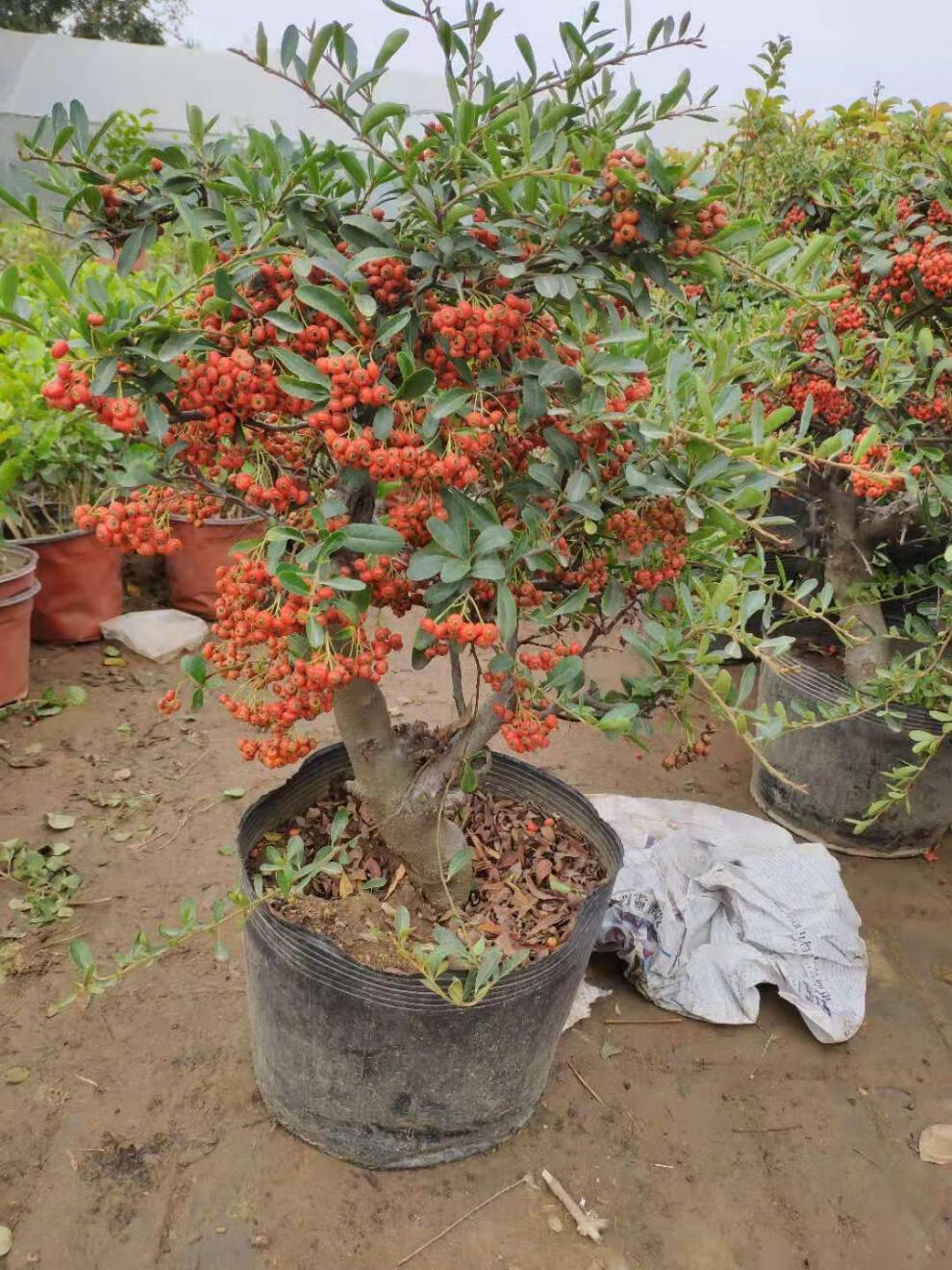 火棘盆栽樹苗吉祥果滿堂紅老樹樁觀果植物帶果盆景好養活耐寒喜慶兩年