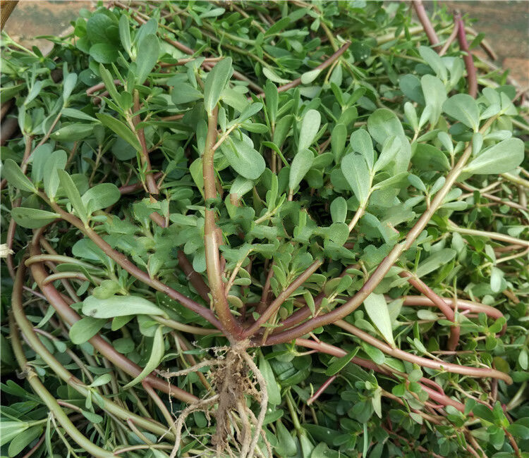 4斤马齿苋菜新鲜马齿菜马蜂菜野生马苋菜马齿笕蚂蚱菜 2000g 1斤装(现