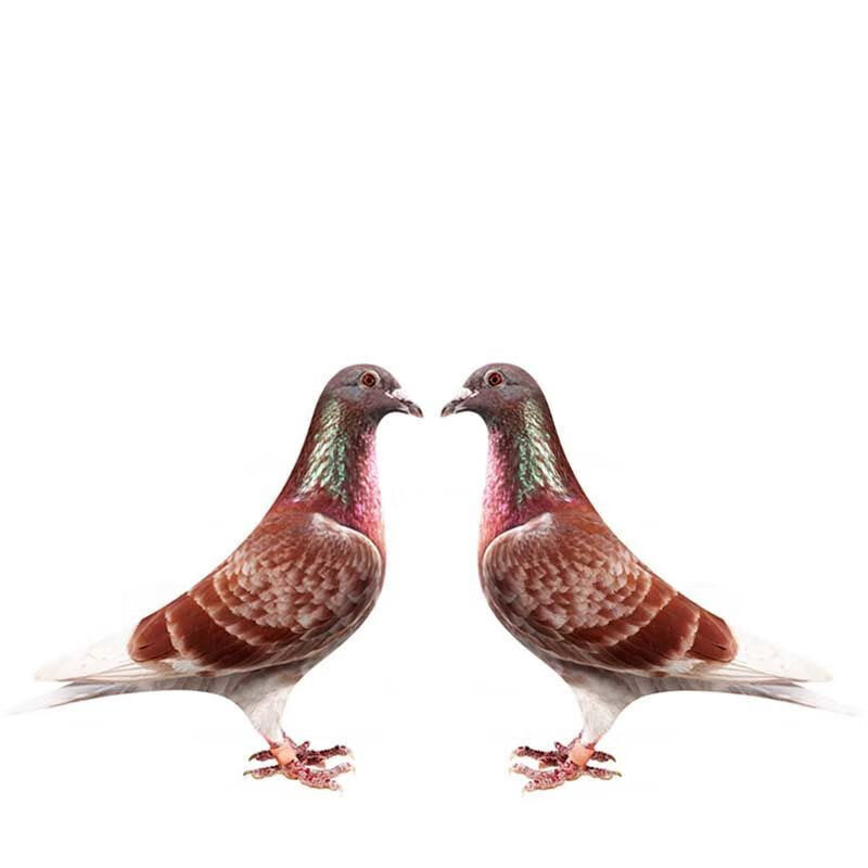 红雨点信鸽子活一对一公一母原配信鸽赛鸽血统鸽赛成绩鸽种鸽活物 灰