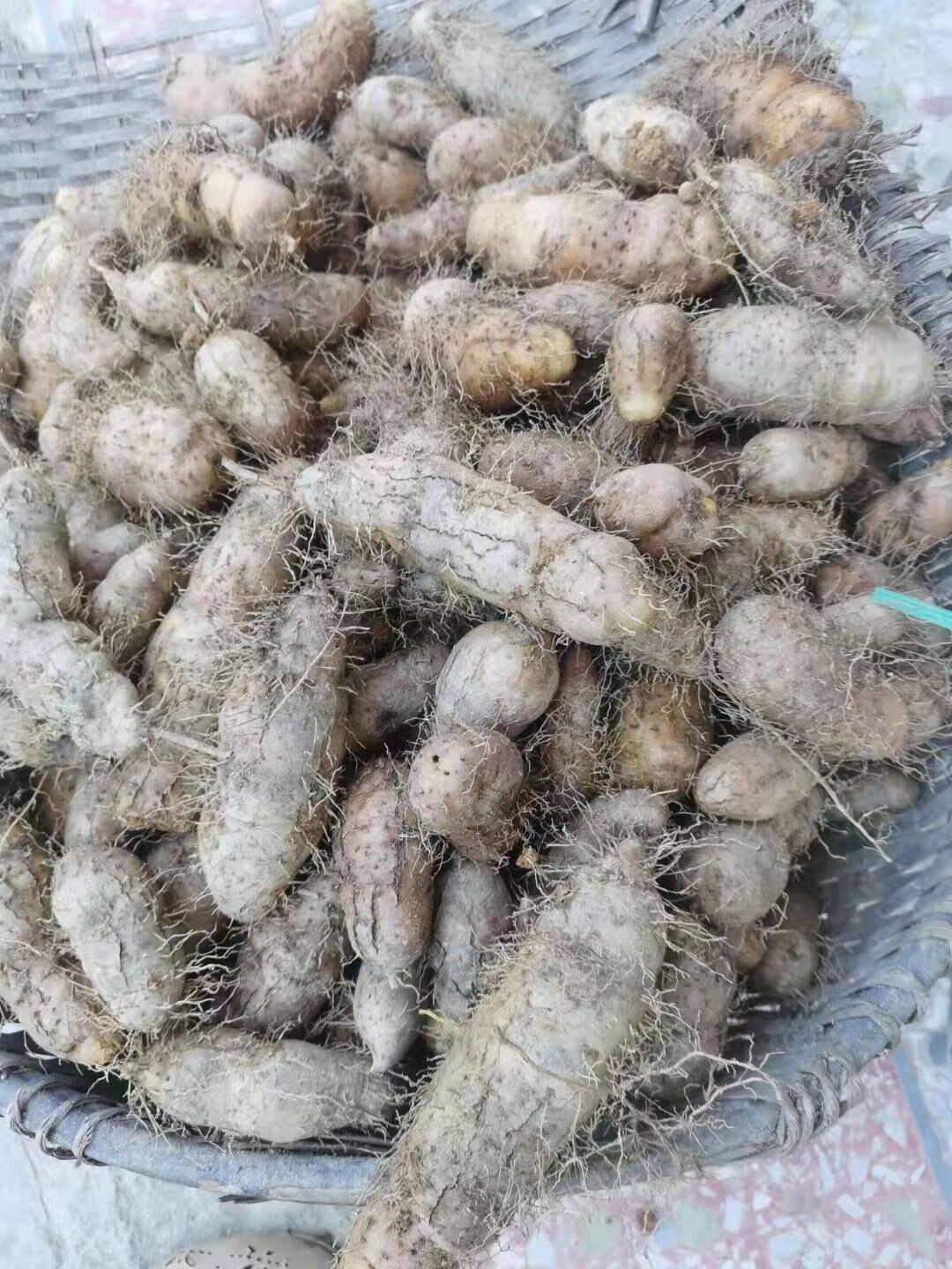 现挖猪仔薯甜薯火苕薯粉糯香山药脚板薯田薯地瓜 【3斤】大薯【图片