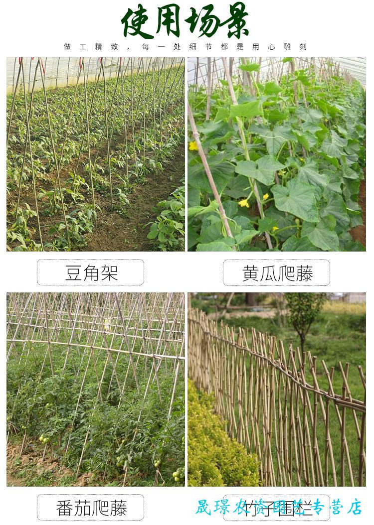 凯勒普竹竿菜园搭架豆角黄瓜番茄爬藤架园艺篱笆围栏旗杆小竹子新品