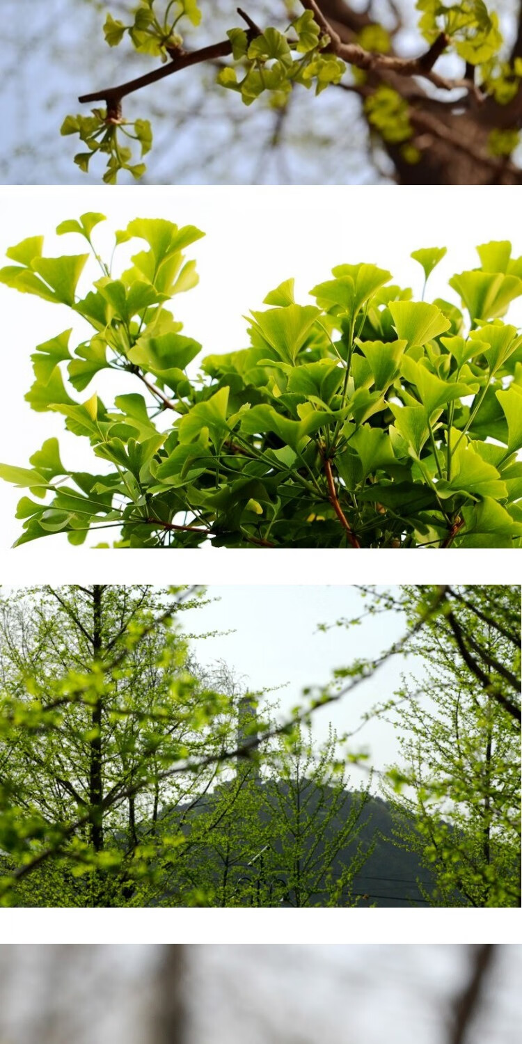 2021新茶特级神农架头茬银杏叶茶嫩芽高温炒制脱毒稳压茶250g