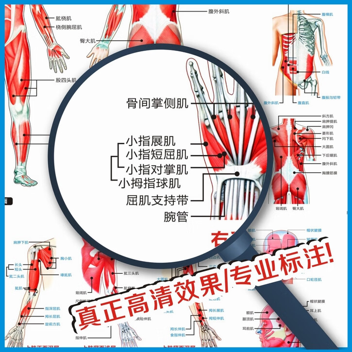 全身人体肌肉图解剖图结构图人体运动系统图高清医学健身教学挂图全身