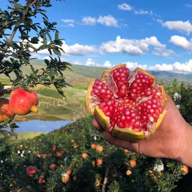 四川会理突尼斯软籽石榴2510斤当季新鲜水果甜石榴批发红石榴实惠普装
