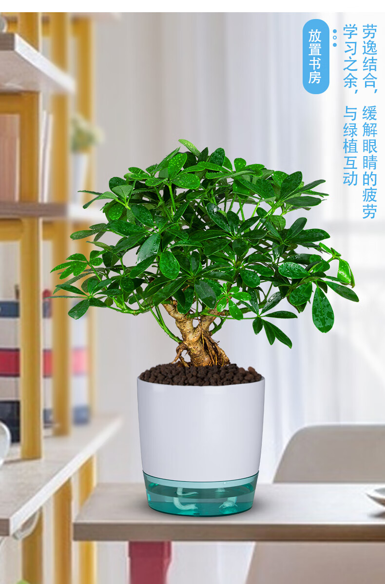 七叶莲盆栽生肖虎植物四季绿植室内客厅老桩盆景招财鸭脚木吸甲醛五年