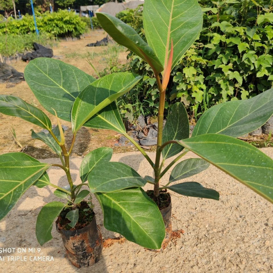 花姬正宗高山榕树苗大叶榕苗大青树马榕富贵庭院绿化常绿地栽植物