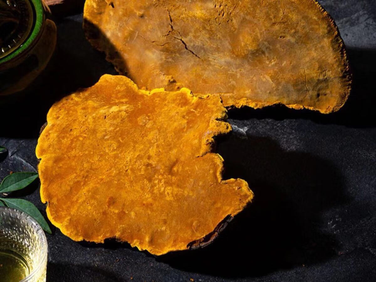 花初醒【桑黄西藏】正宗西藏桑黄20年桑树桑黄泡酒泡水可代打粉 西藏