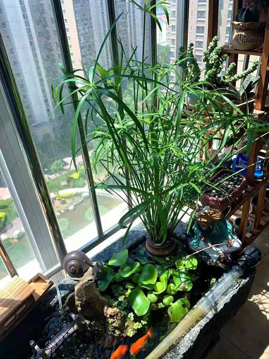 络咚棠 *水竹风车草水生水培植物龟水竹盆栽水棕鱼缸水池塘造景旱伞草