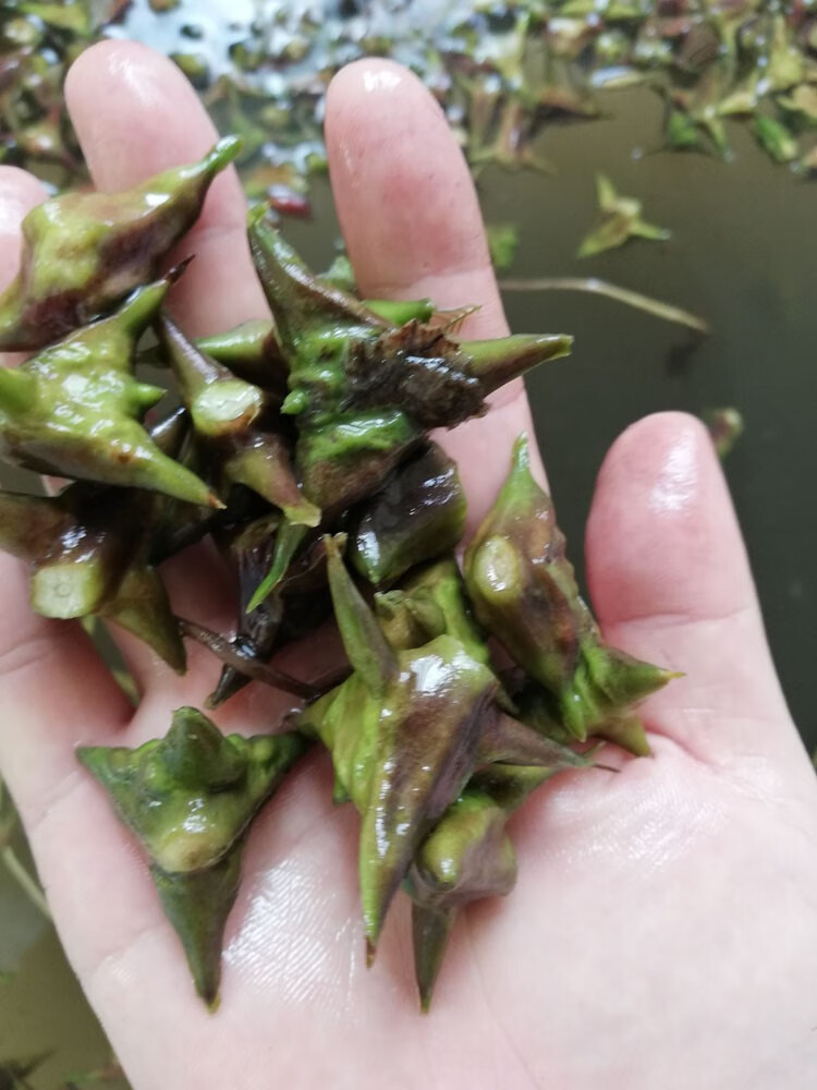 味蕾乐 现摘纯野生四角菱角刺菱新鲜老菱角非大菱角洪湖小菱角粉糯