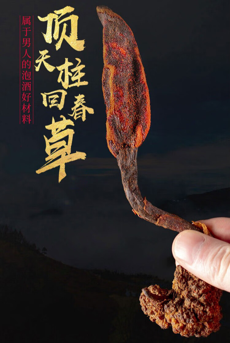 花初醒回春草整颗整株草苁蓉顶天柱不老草泡酒料泡水 回春草100克