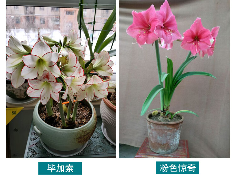 朱顶红超大种球带花苞盆栽植物易活球根花卉好养种球倾城美女2830cm