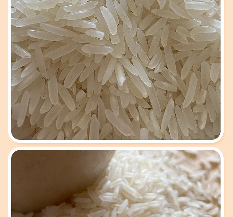 广东台山特产大米15kg无抛光无打蜡农家象牙香粘米30斤装新米籼米 新