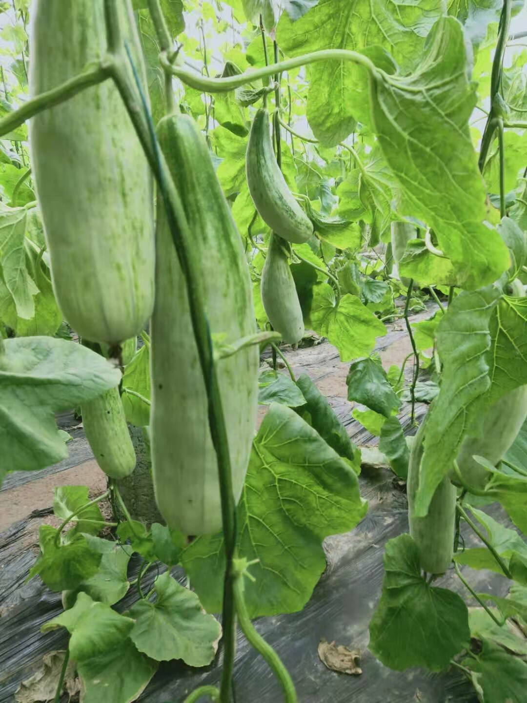 【礼盒装】羊角蜜山东寿光大棚香瓜新鲜甜水果清甜瓜脆嫩瓜5斤 5斤