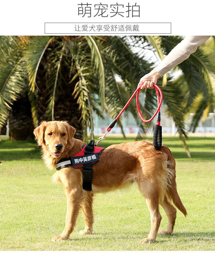 犬金毛拉布拉多泰迪狗鏈子胸揹帶結實橘色不含繩兩個字帖s碼1025斤