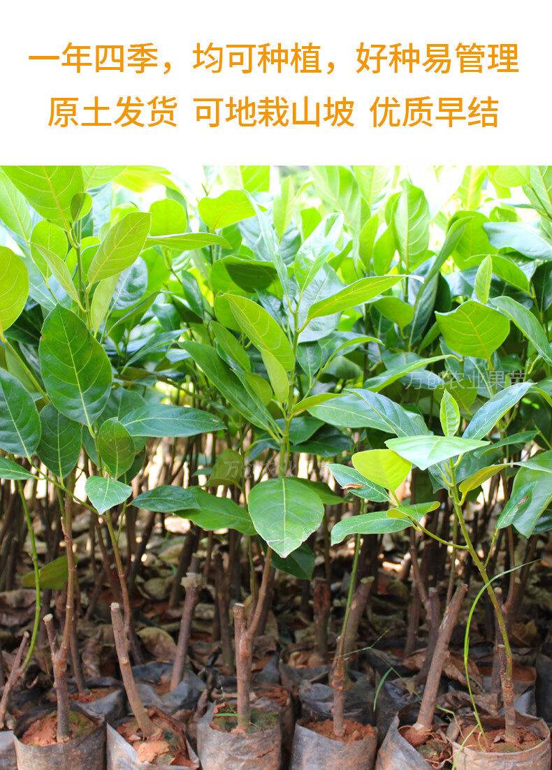 菠萝蜜苗黄肉木菠萝嫁接苗泰国红肉菠萝蜜四季菠萝蜜果树苗 泰国红肉