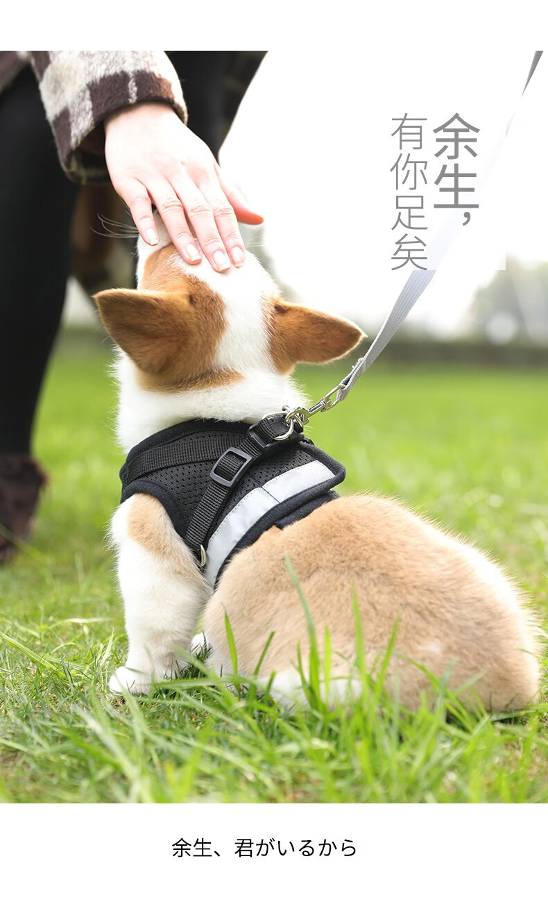 栓狗绳狗狗牵引绳狗链反光背心胸背带子狗绳子遛小型犬泰迪用品 黑色