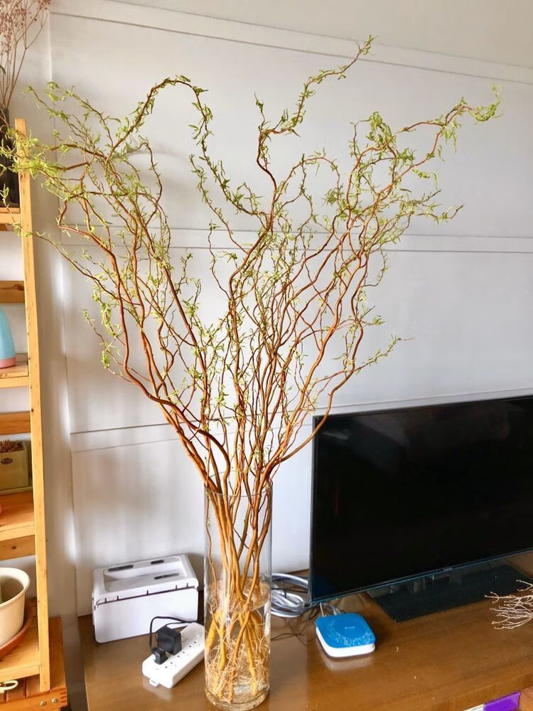 雪柳干枝干枝雪柳云龙柳红瑞木遇水开花长叶鲜切花枝干支花水养喷雪花