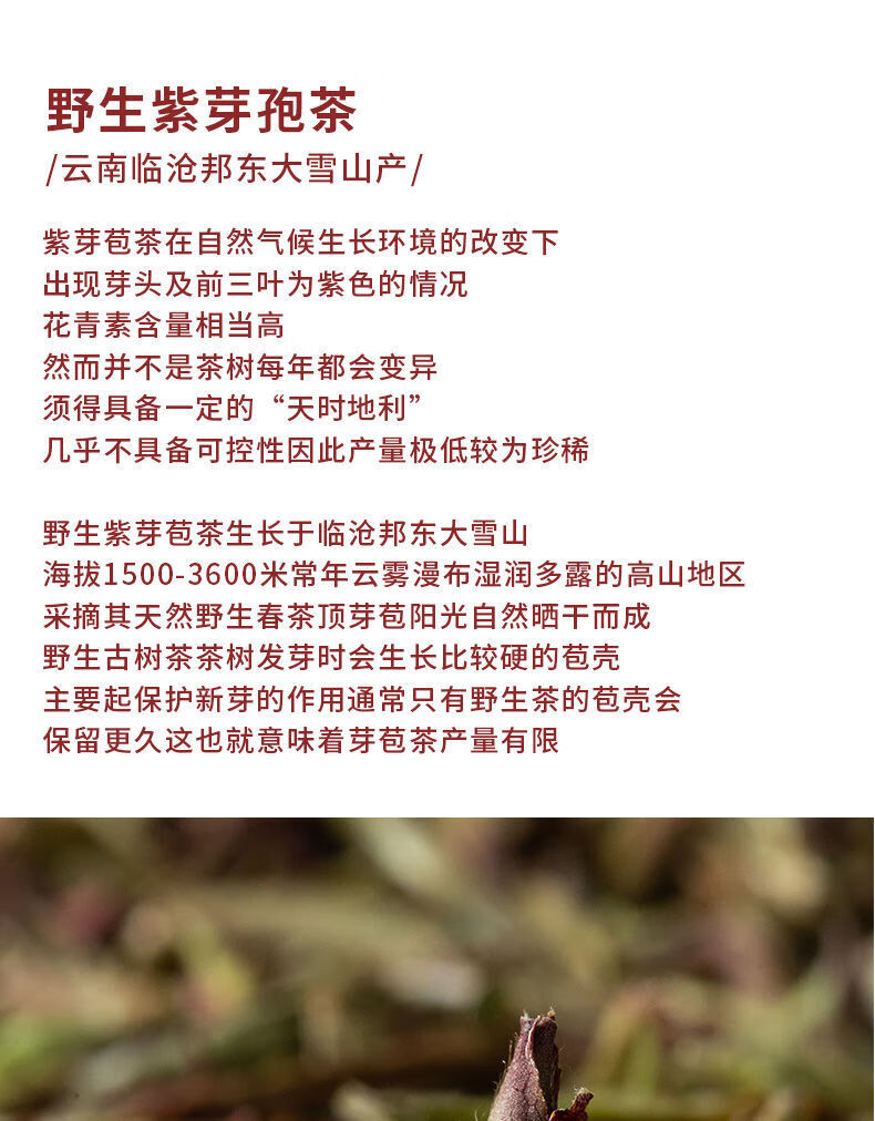 云南紫芽孢茶2022年春茶紫芽苞茶古树芽孢生茶散茶紫芽孢500克一斤装