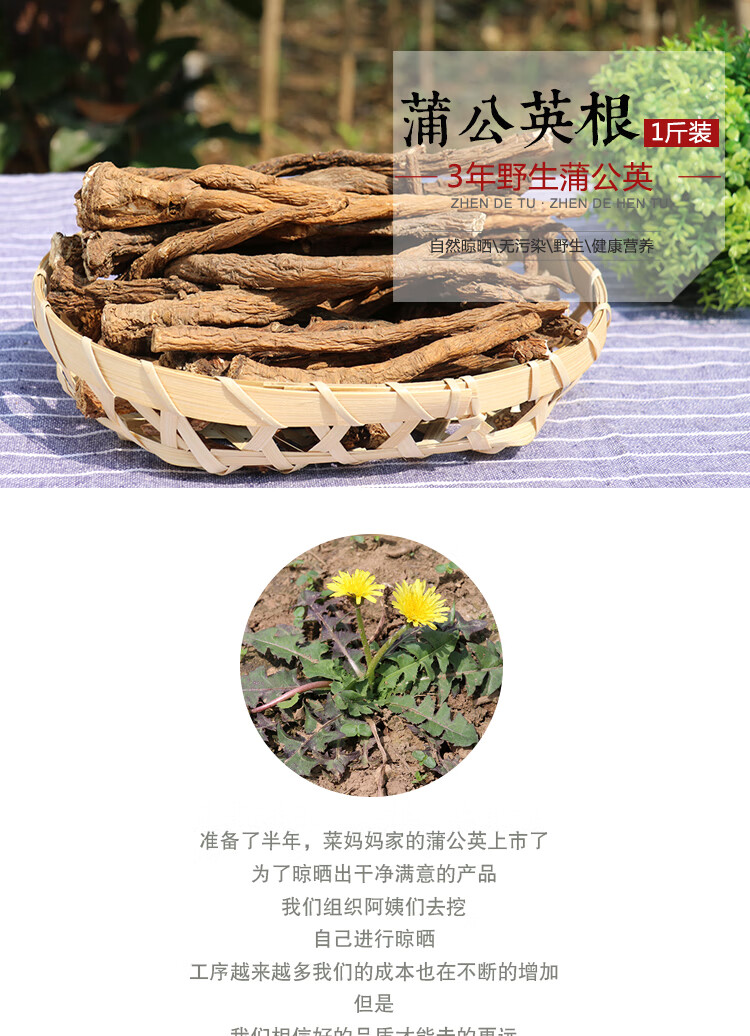 3年生蒲公英根茶纯茶天然带根干的蒲公英茶叶1斤