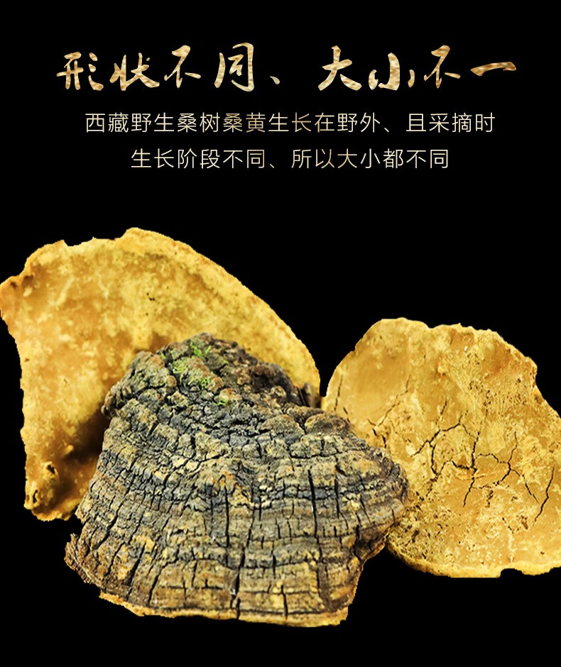 西藏桑树桑黄桑黄整朵500克g菌种【优选】 图片色【图片 价格 品牌