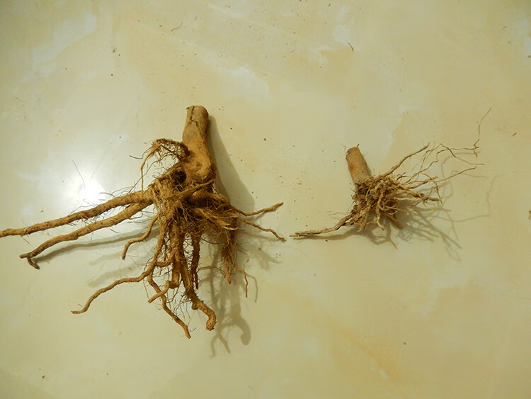 构趣白茄根中药材白茄根茄子根茄母茄根无硫干货500克