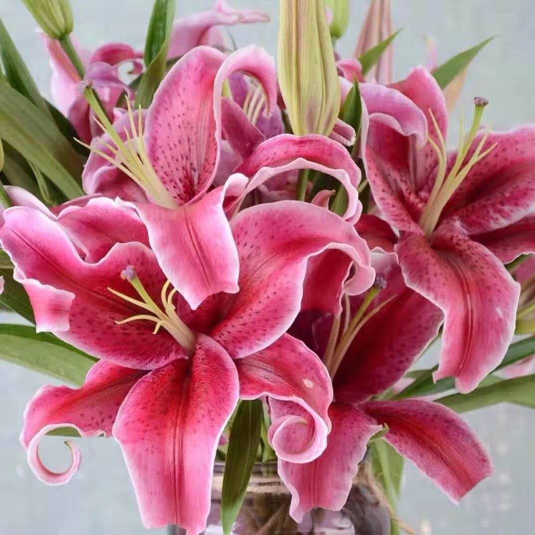 香水百合花鲜花花卉云南昆明基地直发百合花鲜花 红百合15朵【图片