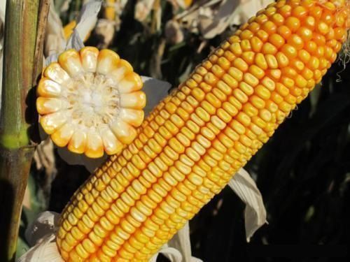 京科968玉米种子国审农科院高产玉米第大棒一抗倒名高产四川山东 -量