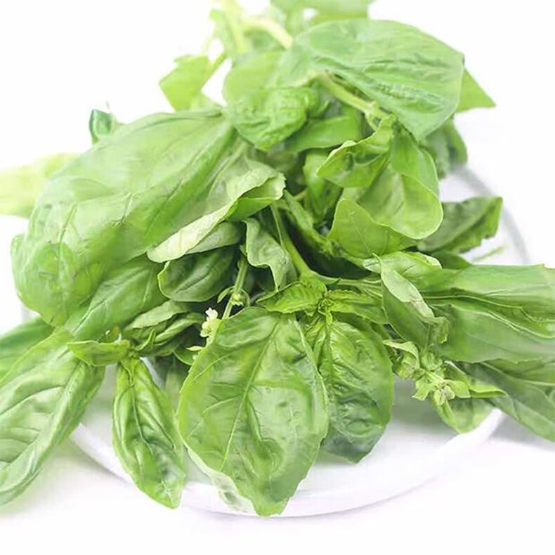 新鲜甜罗勒叶 披萨草 泰国品种罗勒酱调料 青酱 罗勒叶 250g【图片