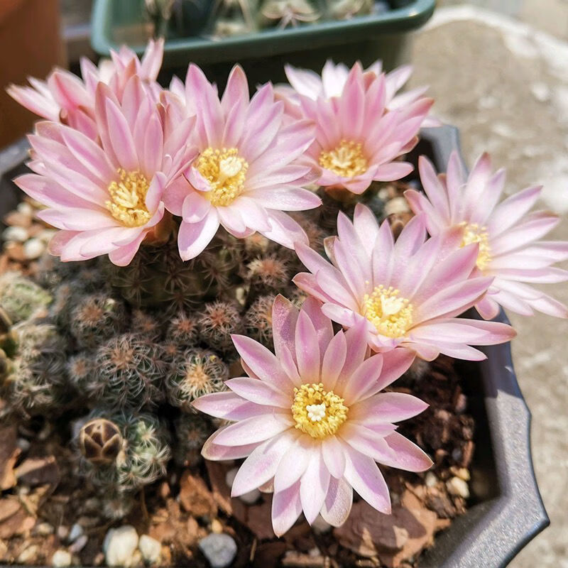 开花罗星丸仙人球裸萼球属群生多头易群花阳台盆栽多肉植物 黄金荷花