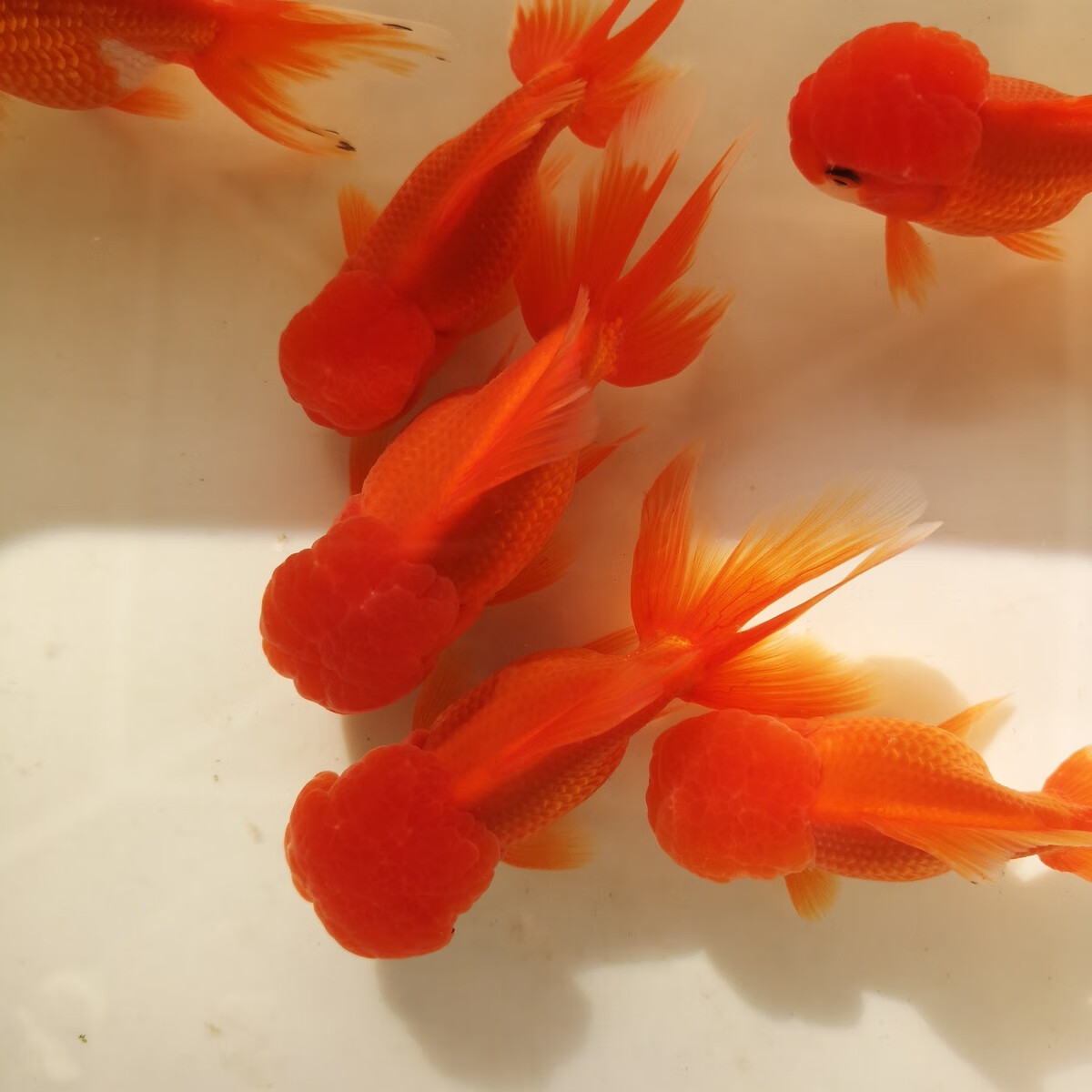 狮子头丹顶红泰狮头冷水观赏鱼小金鱼兰寿蝶尾活鱼苗包活 精品红白狮7