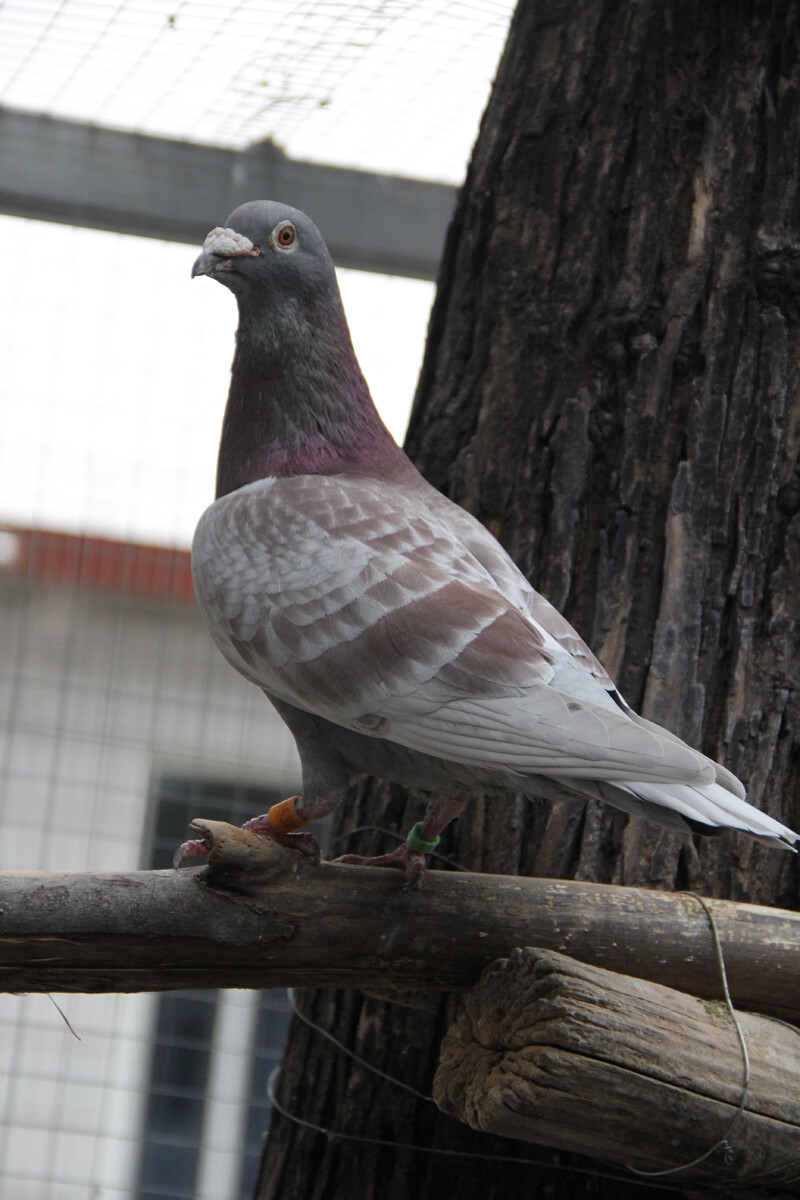 信鸽活体赛鸽种鸽一対幼鸽詹森红狐纯白色信鸽国血远程信鸽成绩鸽