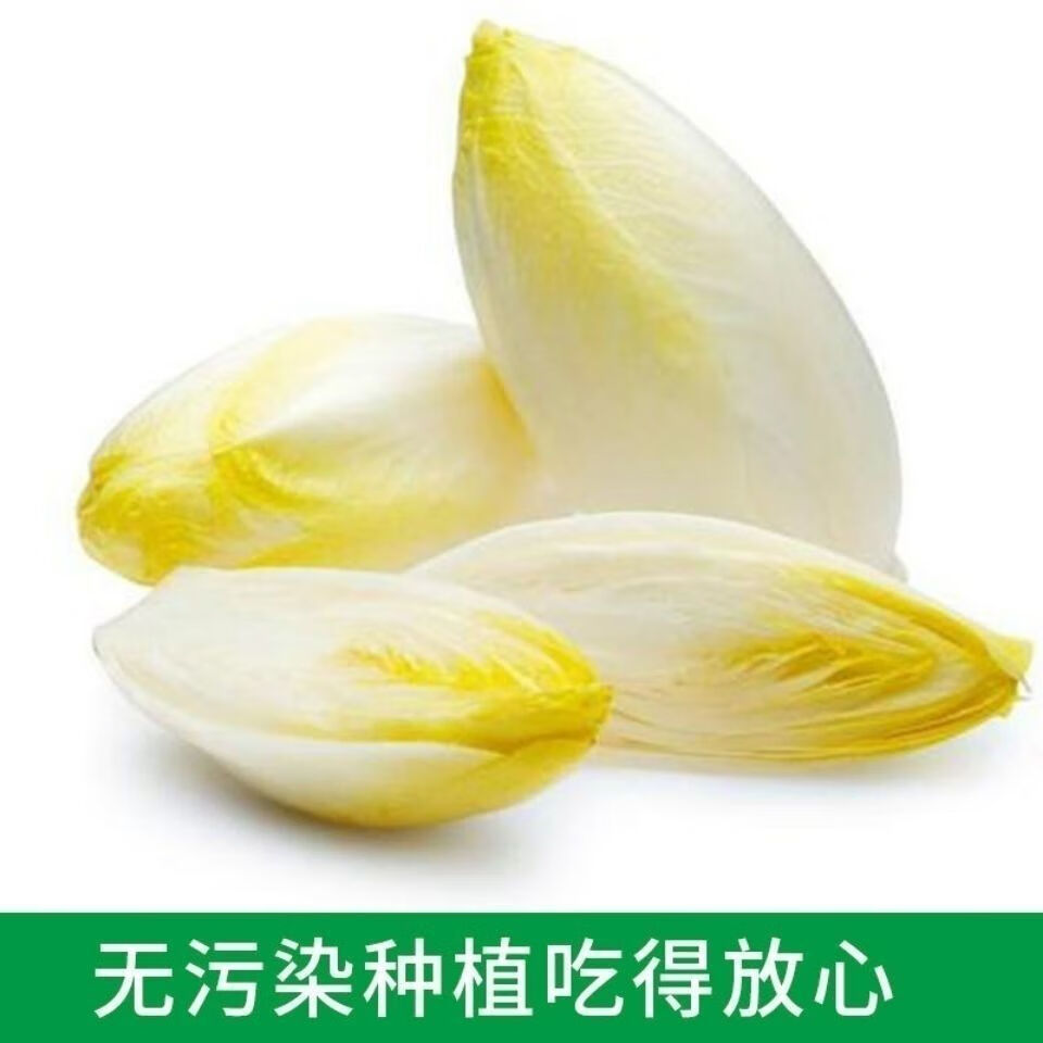 生菜種子玉蘭菜種子菊苣芽球生菜歐洲比利時軟化菊苣四季陽臺高產量大